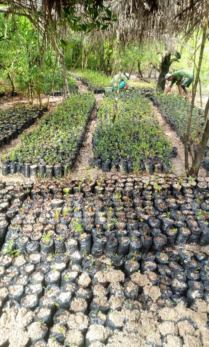 SEMAP fará doações gratuitas de mudas de plantas em alusão ao Dia Mundial do Meio Ambiente