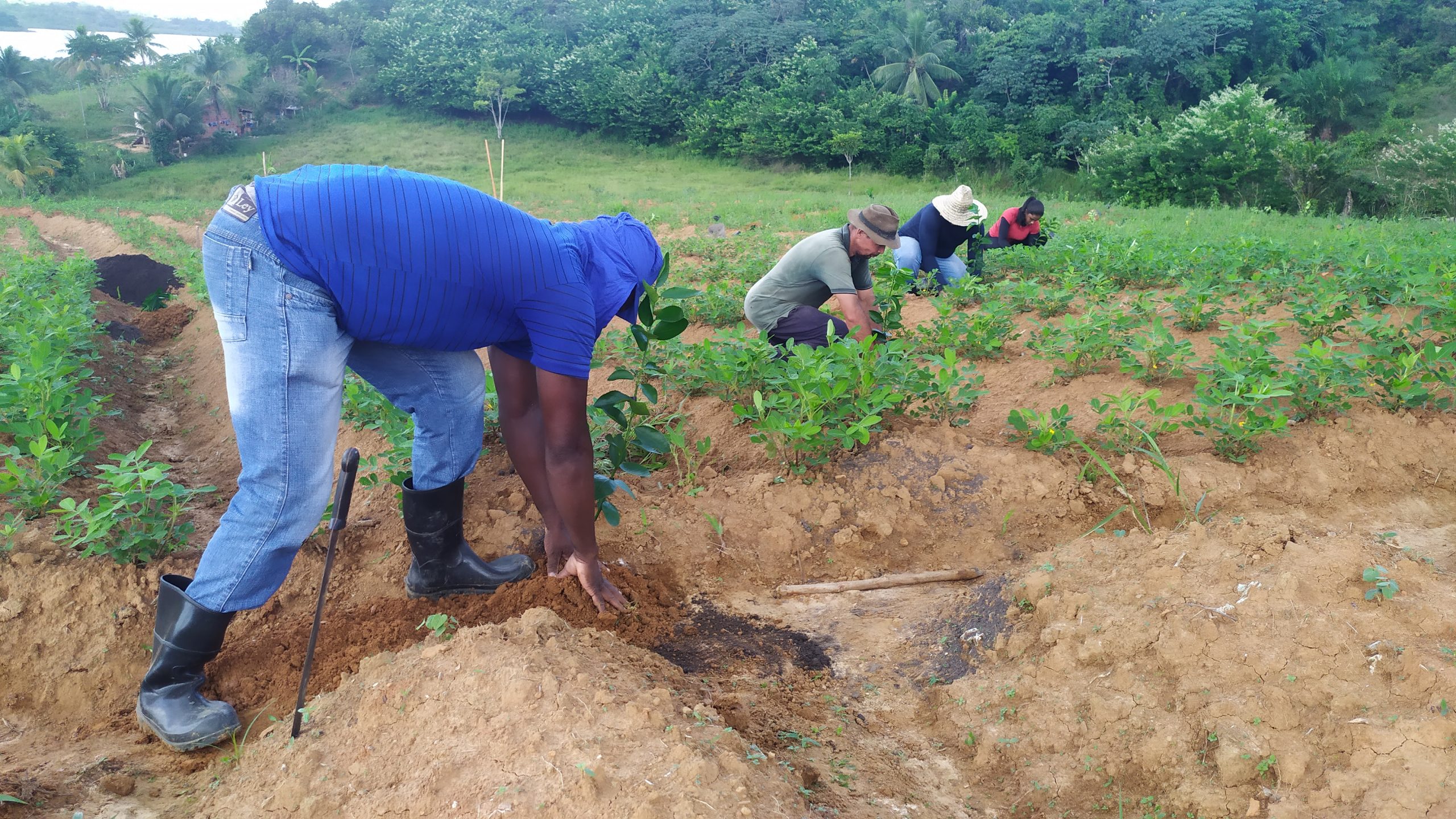 Prefeitura realizou implantação do Pomar Citrus- Pomar de Limão